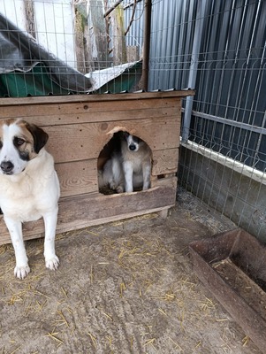 „Boris – Der sanfte Riese, den das Glück bisher übersah.“, Mischling - Rüde