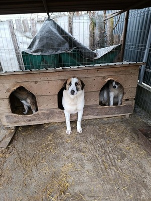 „Boris – Der sanfte Riese, den das Glück bisher übersah.“, Mischling - Rüde