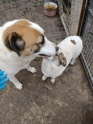 „Boris – Der sanfte Riese, den das Glück bisher übersah.“, Mischling - Rüde