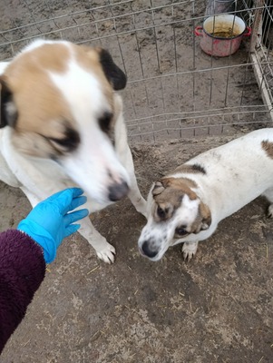 „Boris – Der sanfte Riese, den das Glück bisher übersah.“, Mischling - Rüde