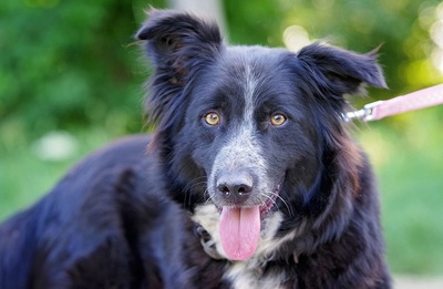 Borka, Collie Mischlingshündin - Hündin