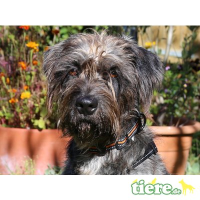 Boroka, Mischling - Hündin