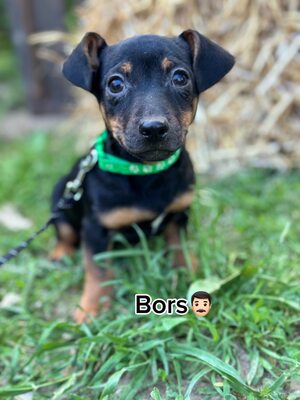 😍😍😍Bors sucht sein Körbchen😍😍😍, Dackel-Pinscher-Mischling Welpen - Rüde