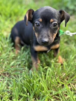 😍😍😍Bors sucht sein Körbchen😍😍😍, Dackel-Pinscher-Mischling Welpen - Rüde