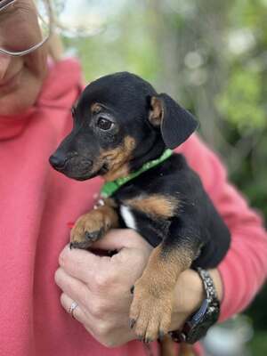 😍😍😍Bors sucht sein Körbchen😍😍😍, Dackel-Pinscher-Mischling Welpen - Rüde