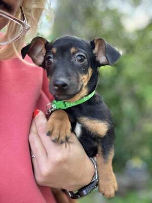 😍😍😍Bors sucht sein Körbchen😍😍😍, Dackel-Pinscher-Mischling Welpen - Rüde