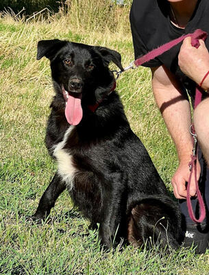 Borso freut sich auf SEINE Menschen, Mischling - Rüde