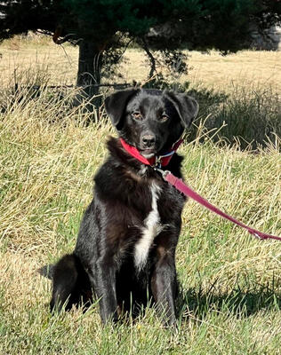 Borso freut sich auf SEINE Menschen, Mischling - Rüde