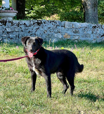 Borso möchte IHR Herz erobern, Mischling - Rüde