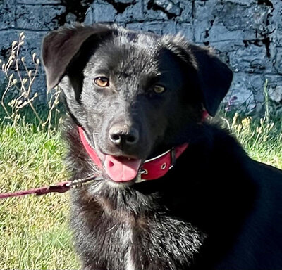 Borso möchte IHR Herz erobern, Mischling - Rüde