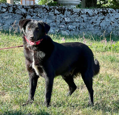 Borso möchte IHR Herz erobern, Mischling - Rüde