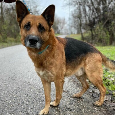 🐶Bosco Deutscher Schäferhund hat ein ruhiges und freundliches Wesen 🐶, Deutscher Schäferhund - Rüde