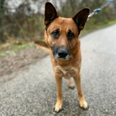 🐶Bosco Deutscher Schäferhund hat ein ruhiges und freundliches Wesen 🐶, Deutscher Schäferhund - Rüde