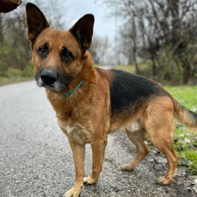 🐶Bosco Deutscher Schäferhund hat ein ruhiges und freundliches Wesen 🐶, Deutscher Schäferhund - Rüde