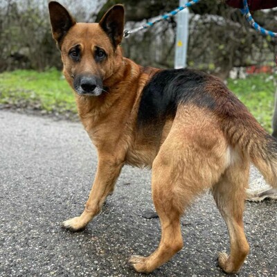 🐶Bosco Deutscher Schäferhund hat ein ruhiges und freundliches Wesen 🐶, Deutscher Schäferhund - Rüde