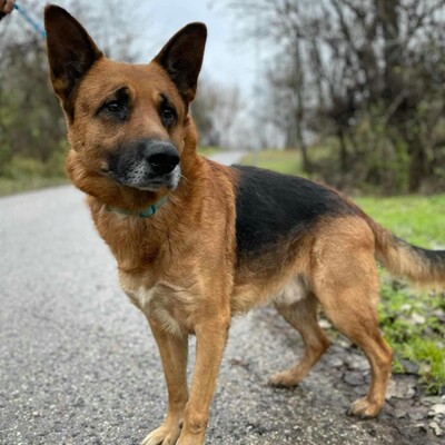 🐶Bosco Deutscher Schäferhund hat ein ruhiges und freundliches Wesen 🐶, Deutscher Schäferhund - Rüde