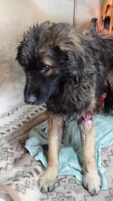 Bosco, Mischling - Rüde