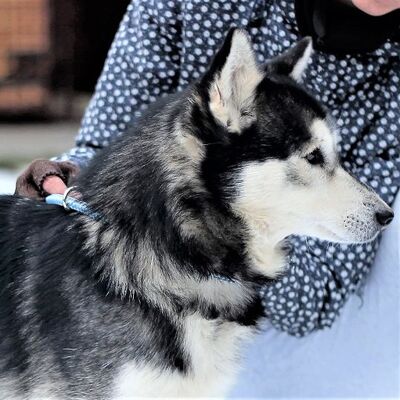 😃Bosco braucht seine eigene Familie👨‍👩‍👦‍👦, Siberian Husky - Rüde
