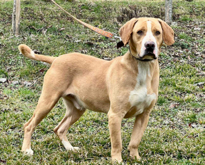 Bosko möchte SEINE Familie glücklich machen, Mischling - Rüde