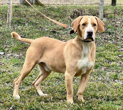 Bosko möchte SEINE Familie glücklich machen, Mischling - Rüde