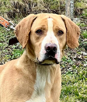 Bosko möchte SEINE Familie glücklich machen, Mischling - Rüde