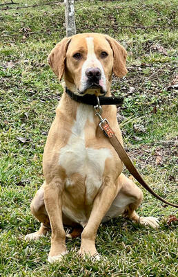 Bosko möchte SEINE Menschen glücklich machen, Mischling - Rüde