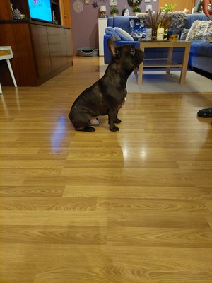 Bosley, Französische Bulldogge - Rüde