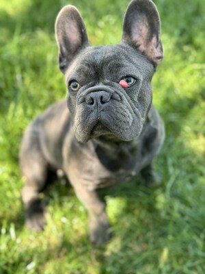 Boss sucht Rassefreunde, Franz. Bulldogge - Mix Welpen - Rüde
