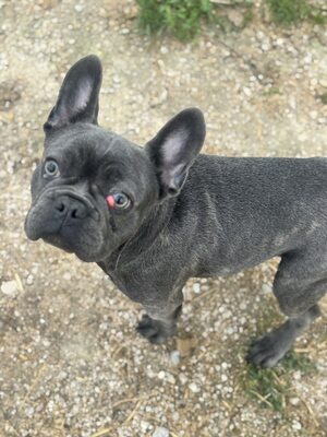 Boss sucht Rassefreunde, Franz. Bulldogge - Mix Welpen - Rüde