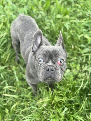 Boss sucht Rassefreunde, Franz. Bulldogge - Mix Welpen - Rüde