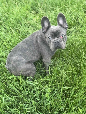 Boss sucht Rassefreunde, Franz. Bulldogge - Mix Welpen - Rüde