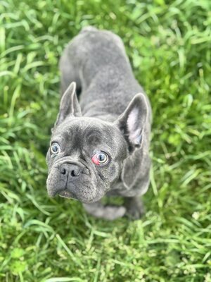 Boss sucht Rassefreunde, Franz. Bulldogge - Mix Welpen - Rüde