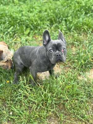 Boss sucht Rassefreunde, Franz. Bulldogge - Mix Welpen - Rüde