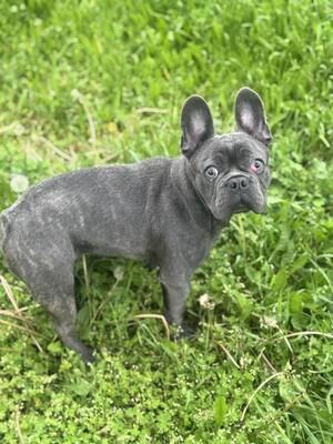 Boss sucht Rassefreunde, Franz. Bulldogge - Mix Welpen - Rüde