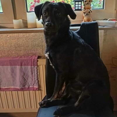 💥Boss sucht ein neues tolles Zuhause💥