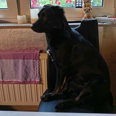 💥Boss sucht ein neues tolles Zuhause💥, Flatrate Coated Retriever Mischling - Rüde