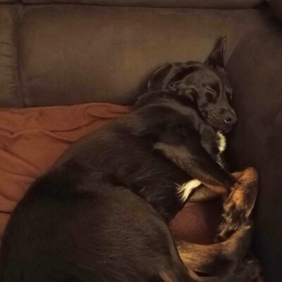 💥Boss sucht ein neues tolles Zuhause💥, Flatrate Coated Retriever Mischling - Rüde