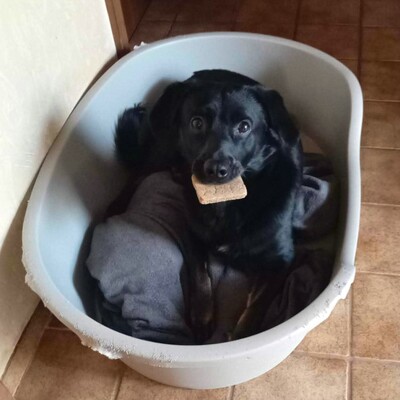 💥Boss sucht ein neues tolles Zuhause💥, Flatrate Coated Retriever Mischling - Rüde