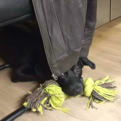 💥Boss sucht ein neues tolles Zuhause💥, Flatrate Coated Retriever Mischling - Rüde