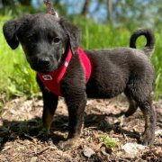 💥Boss sucht ein neues tolles Zuhause💥, Flatrate Coated Retriever Mischling - Rüde