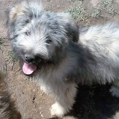 🥰 😘 Boston ist ein ganz typischer junger Welpe 💥🌻, Mischling Welpen - Rüde