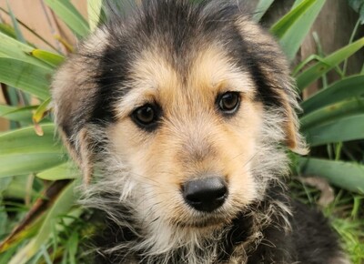 Boti, Welpen - Rüde