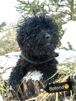 Botond sucht seine Familie, Pudel-Mischling Welpen - Rüde