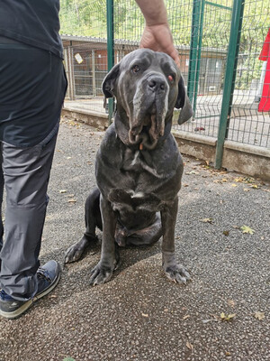 Bouba Cane Corso Mix Rüde sucht ein Zuhause, mit Video, Cane Corso - Rüde