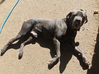 Bouba Cane Corso Mix Rüde sucht ein Zuhause, mit Video, Cane Corso - Rüde