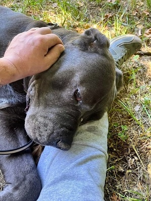 Bouba Cane Corso Mix Rüde sucht ein Zuhause, mit Video, Cane Corso - Rüde