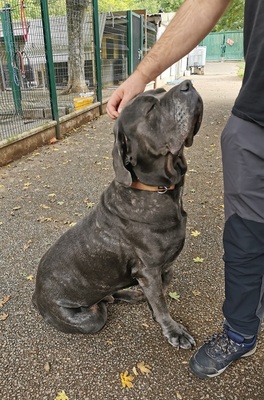 Bouba Cane Corso Mix Rüde sucht ein Zuhause, mit Video, Cane Corso - Rüde