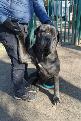 Bouba Cane Corso Mix Rüde sucht ein Zuhause, mit Video, Cane Corso - Rüde