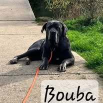 Bouba Cane Corso Mix Rüde sucht ein Zuhause, mit Video, Cane Corso - Rüde
