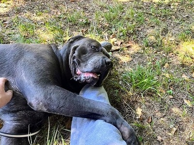 Bouba Cane Corso Mix Rüde sucht sein Zuhause, mit Video, Cane Corso - Rüde